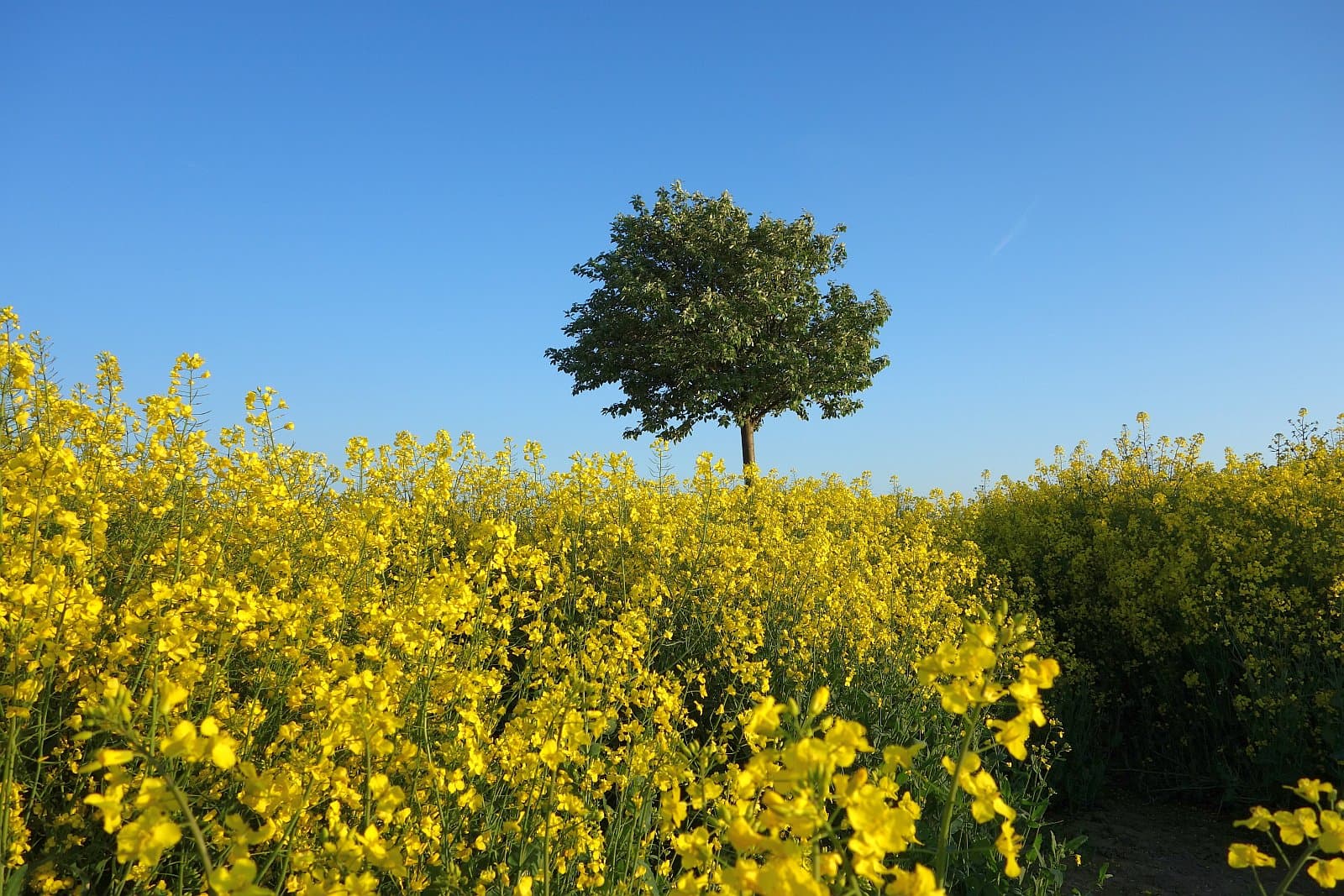 Saint-Amant-de-Boixe